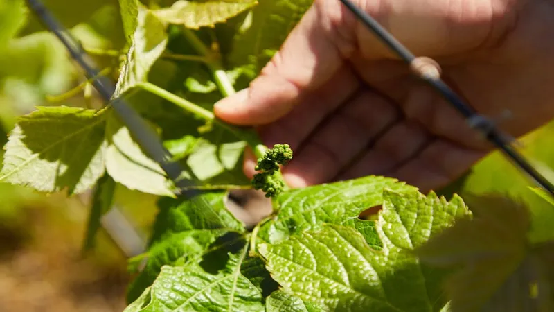 Jardinero inspecciona hojas verdes con insectos blancos