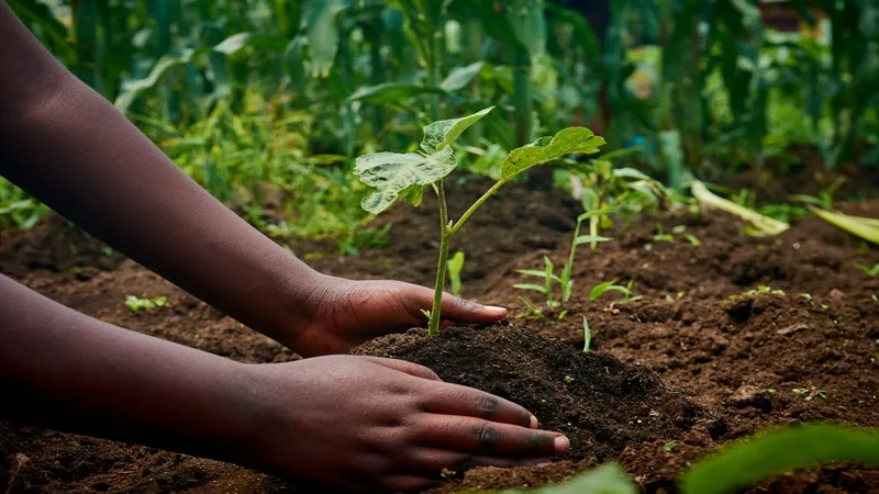 Manos plantando plántulas en tierra fértil y vibrante
